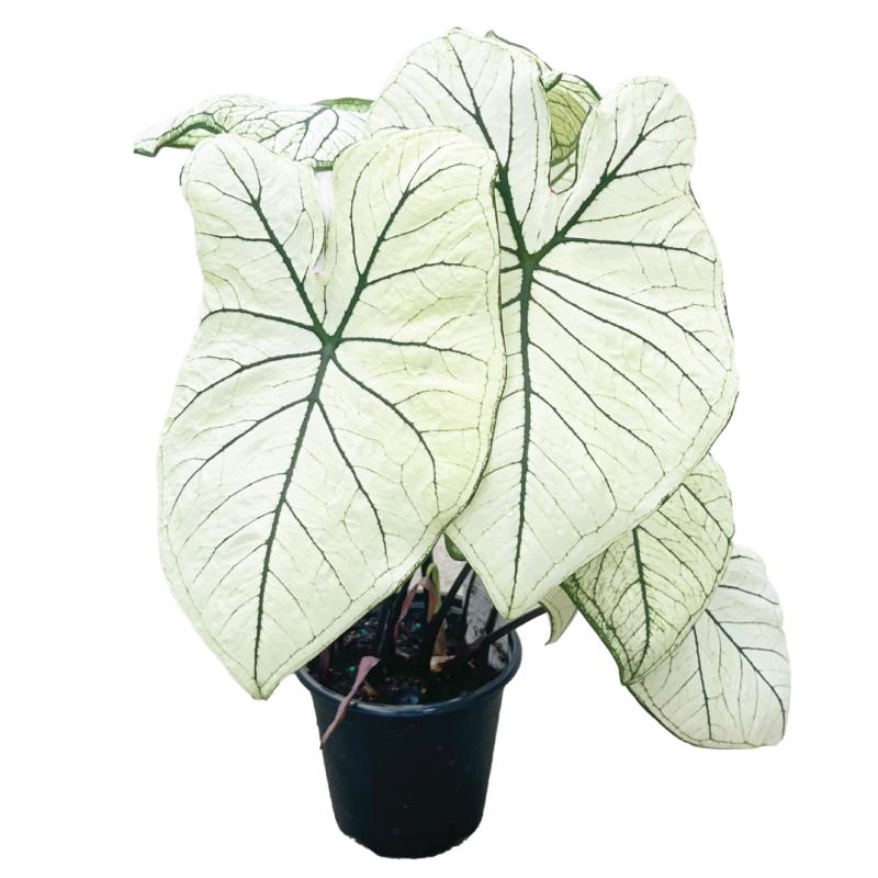 An image of Caladium 'Allure'
