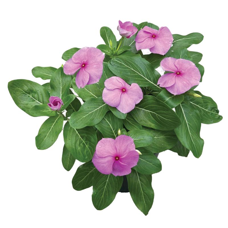 An image of Upright Vinca - Titan Lilac