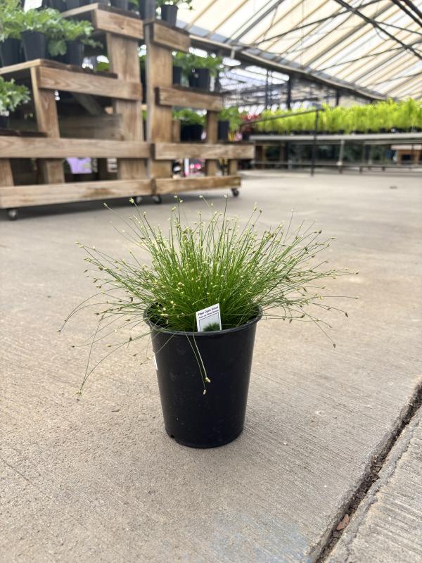 An image of Fiber Optic Grass 1 qt