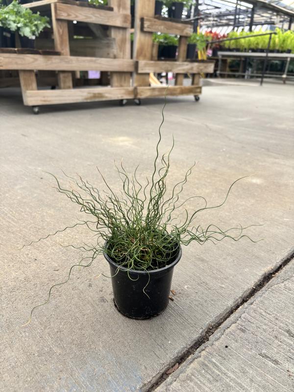 An image of Juncus 1 qt