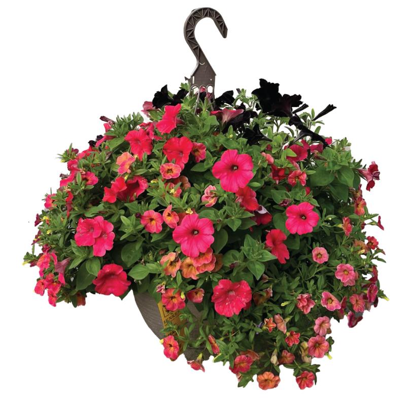 An image of Hanging Basket - Cool Season Full Sun Annuals