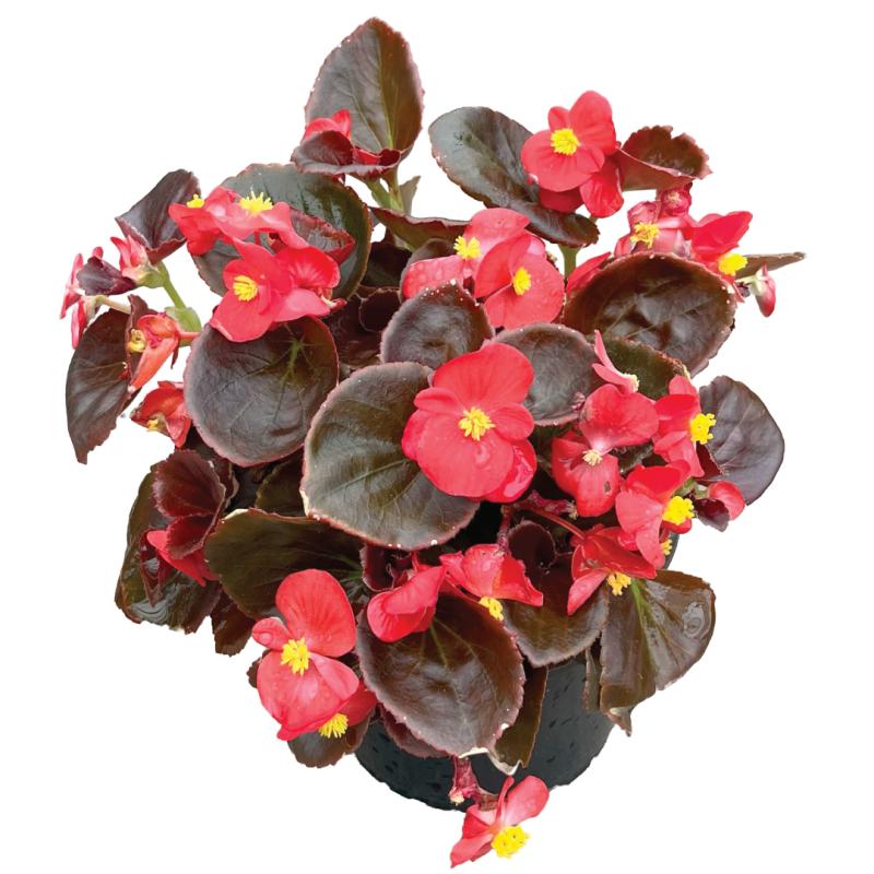 An image of Wax Begonia - Bada Boom Scarlett - 6.5"