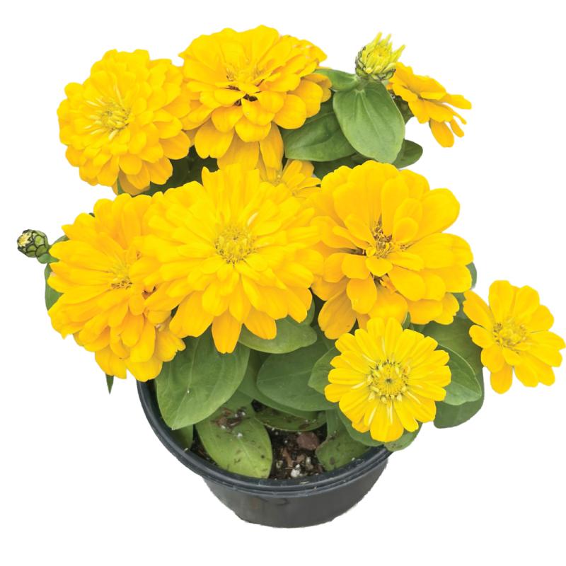 An image of Zinnia Magellon Yellow in a 6.5" Grow Pot