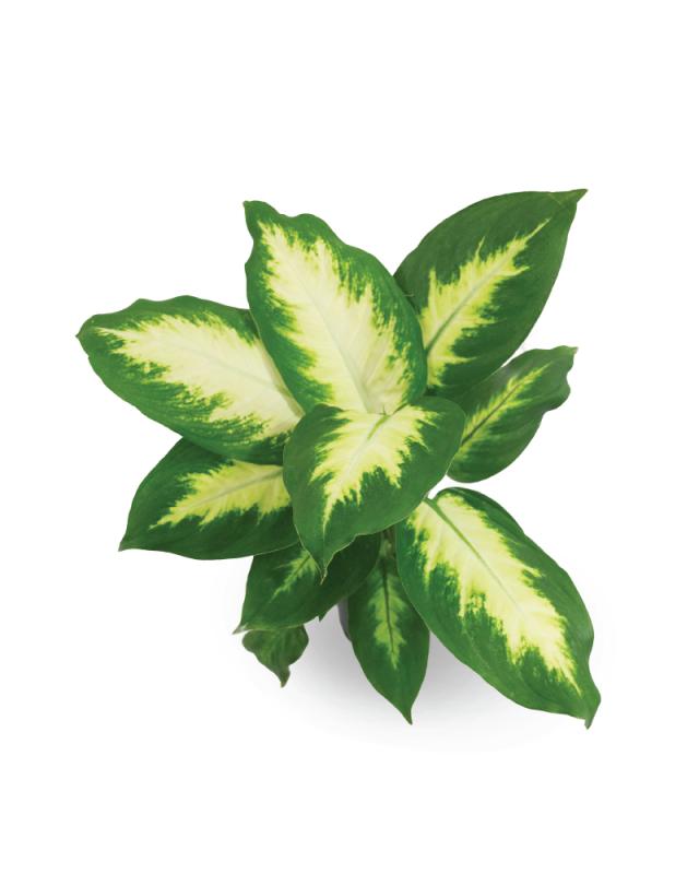 An image of Dieffenbachia - Camille - 4"