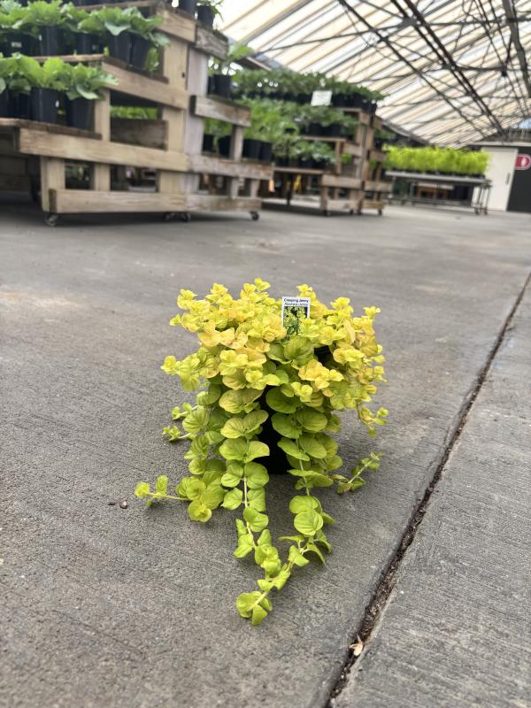An image of Creeping Jenny 1 qt
