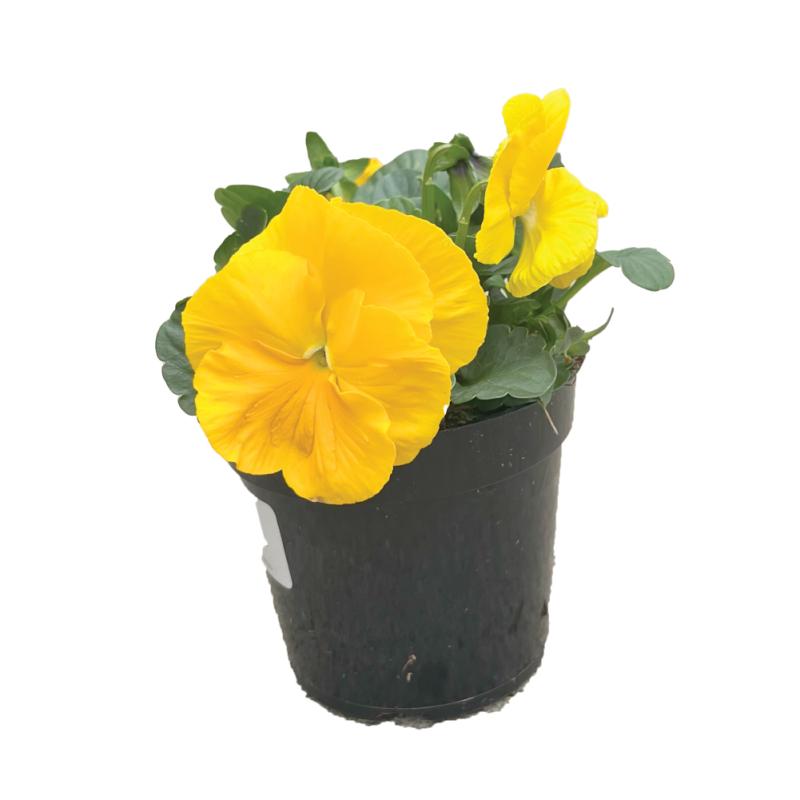 An image of Pansy 4" 
