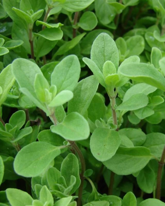 An image of Marjoram 1 qt