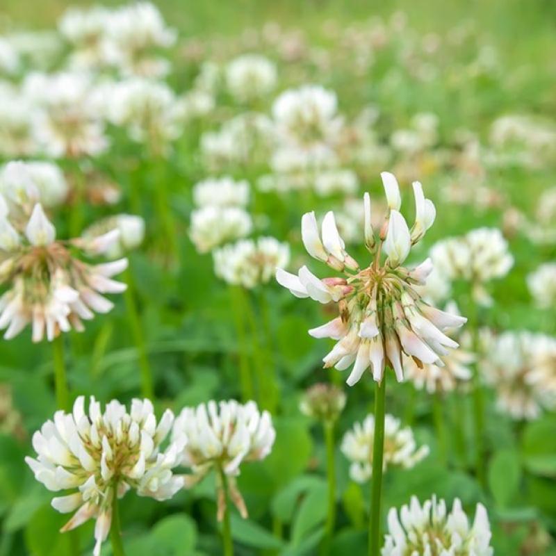 An image of Clover Seed White Dutch Clover for Lawns 1lb
