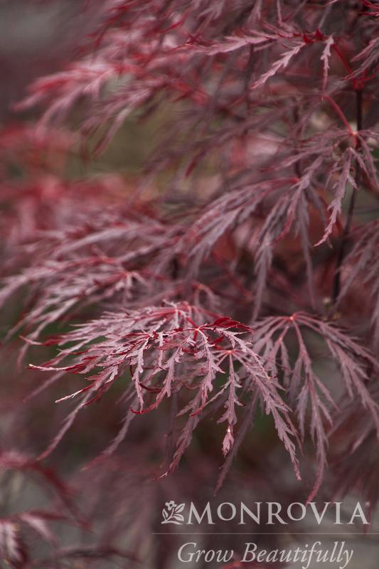 An image of Japanese Maple Red Dragon 5 gal