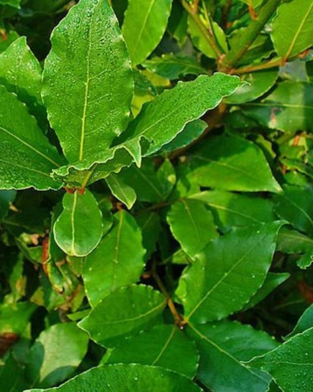 An image of Bay Laurel 1 qt