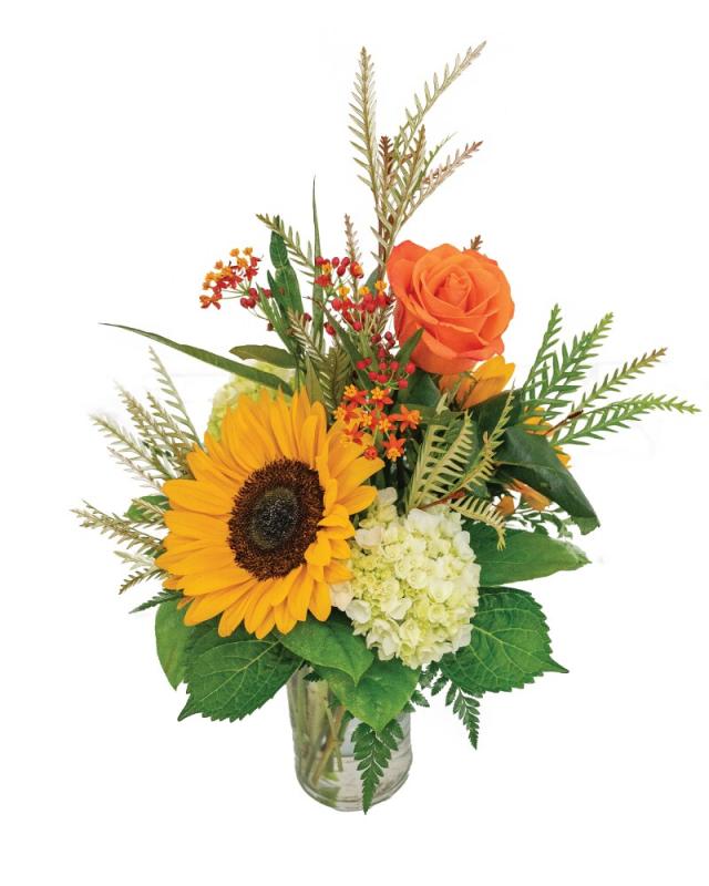 An image of Sunny Surprise Standard