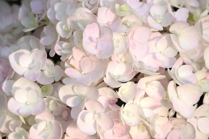 An image of Hydrangea Blushing Bride 2 gal