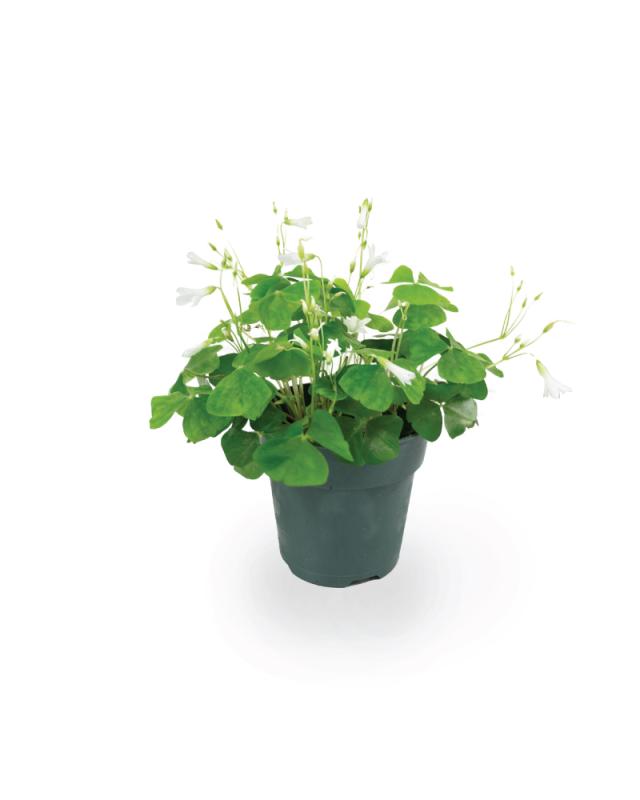 An image of Green Oxalis - 4"