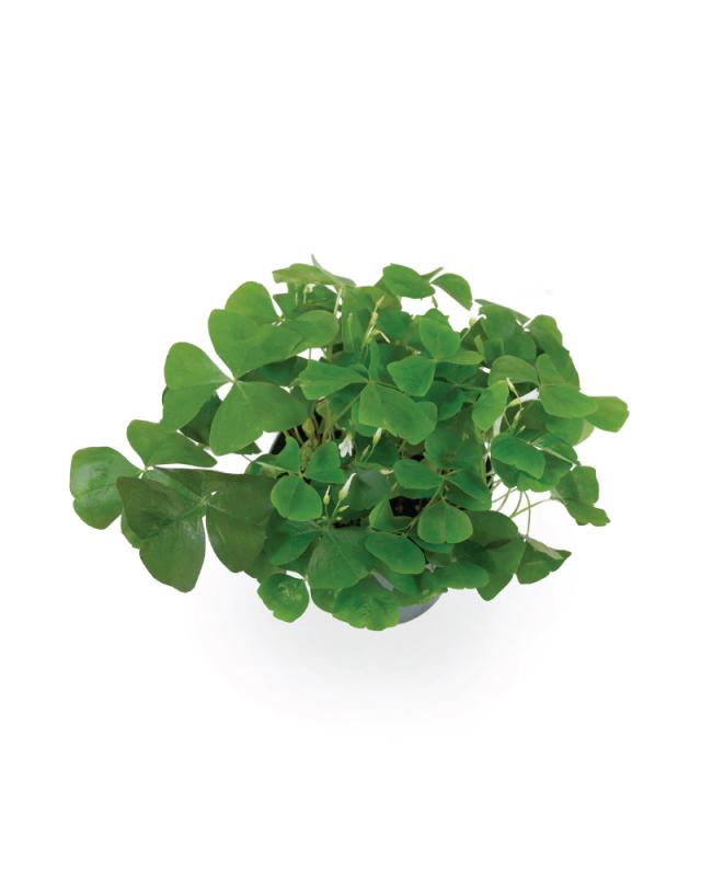 An image of Green Oxalis - 6"