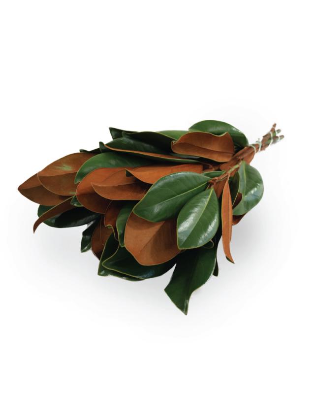 An image of Magnolia Tips 1 Bunch