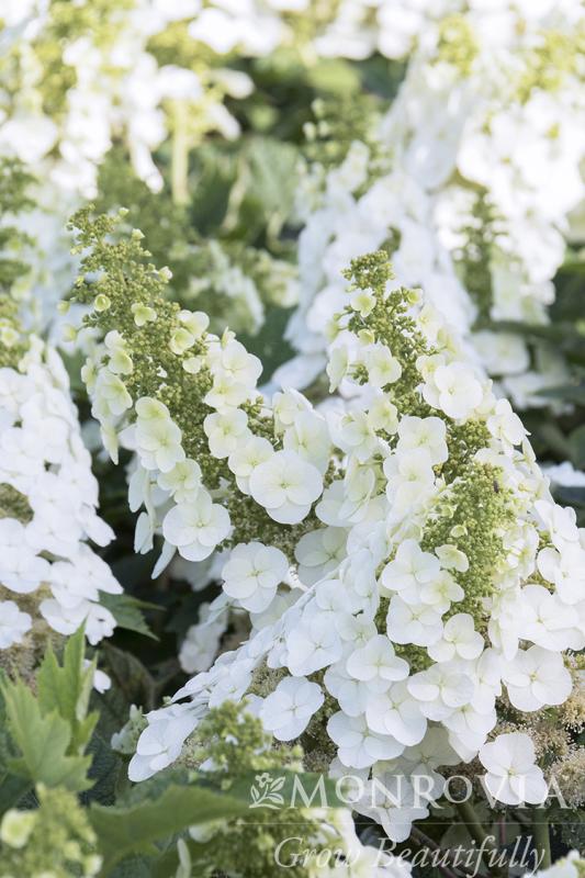 An image of Hydrangea Ruby Slippers Red 3 gal