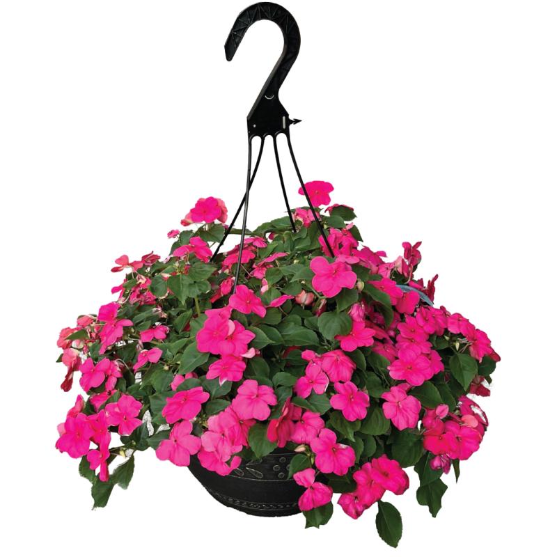 An image of Benken Grown Hanging Basket - Impatien