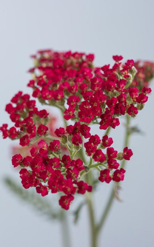 An image of Yarrow - Sassy Summer Sangria