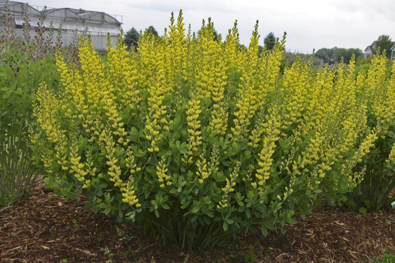 An image of Baptisia American Goldfinch Yellow 2 gal