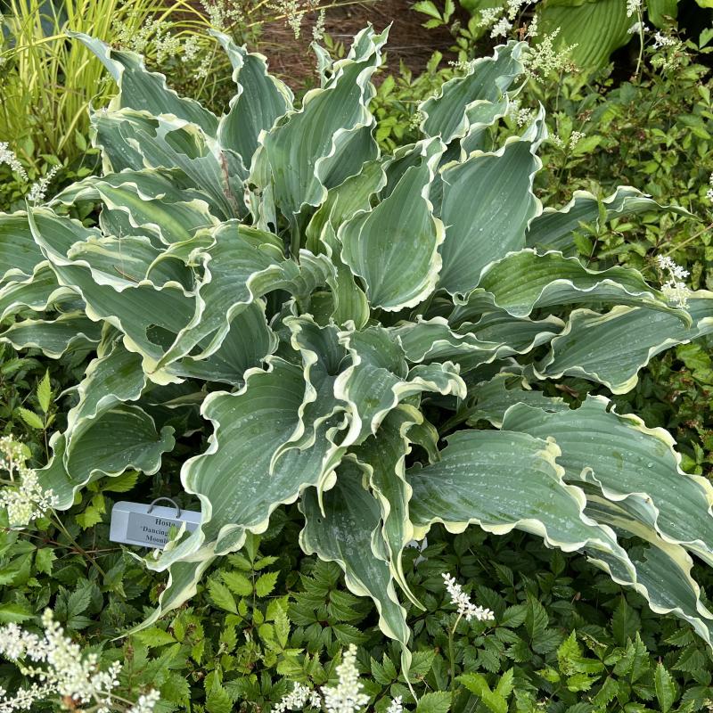 An image of Hosta Dancing in the Moonlight Blue 1 gal