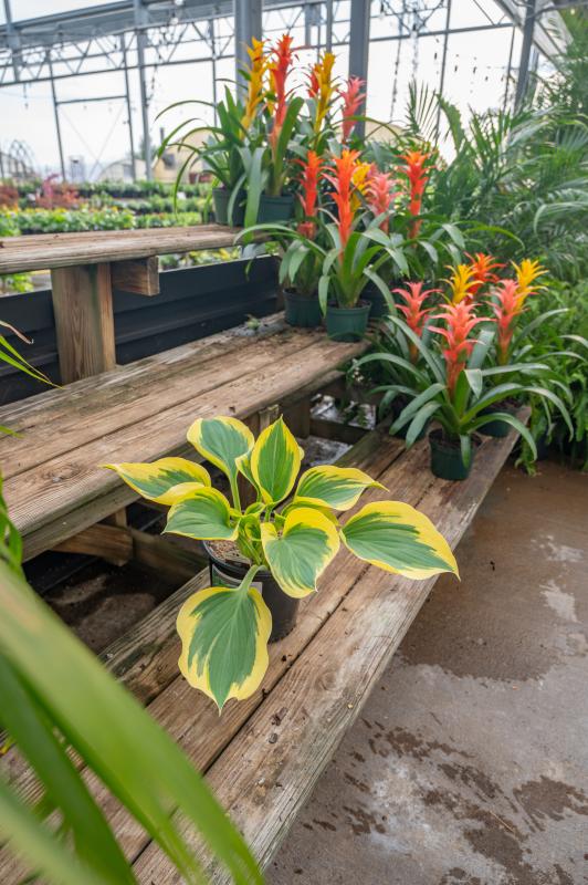 An image of Hosta - Liberty