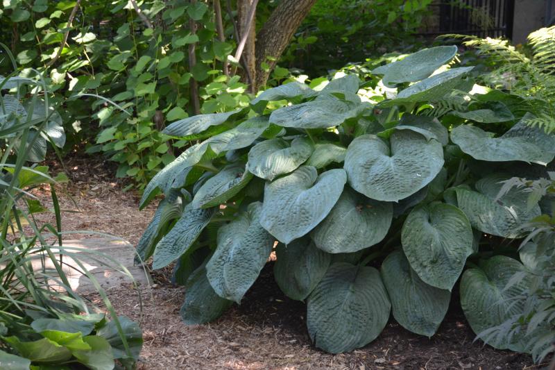 An image of Hosta Elegans Silver 1 gal