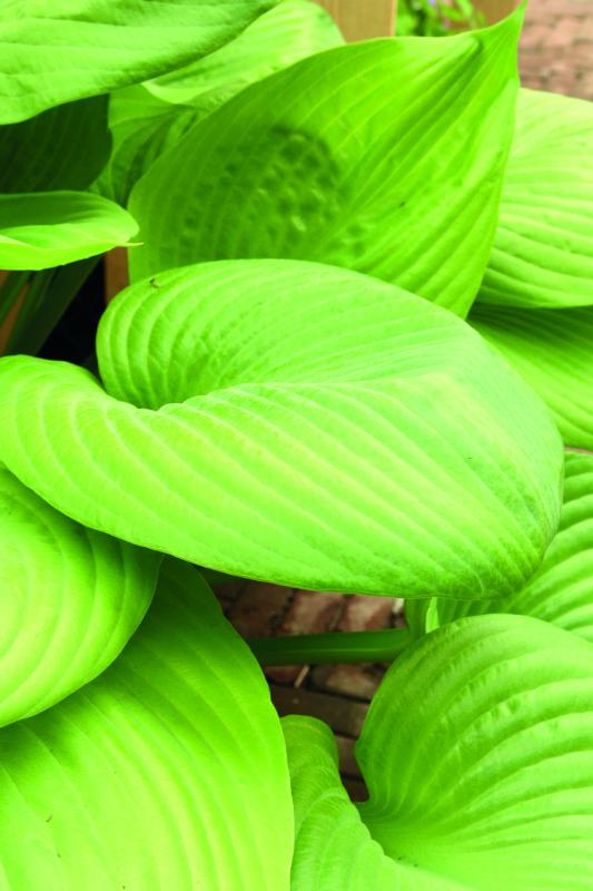An image of Hosta Sum and Substance Chartreuse 1 gal