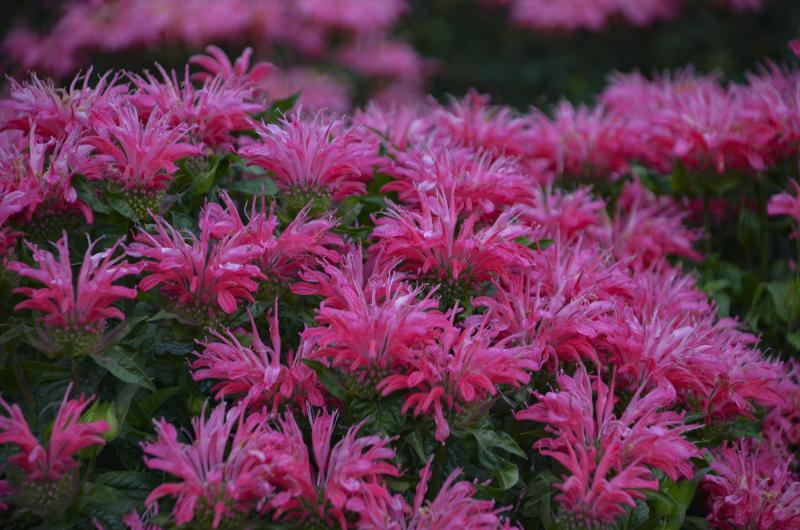 An image of Bee Balm - Electric Neon Pink