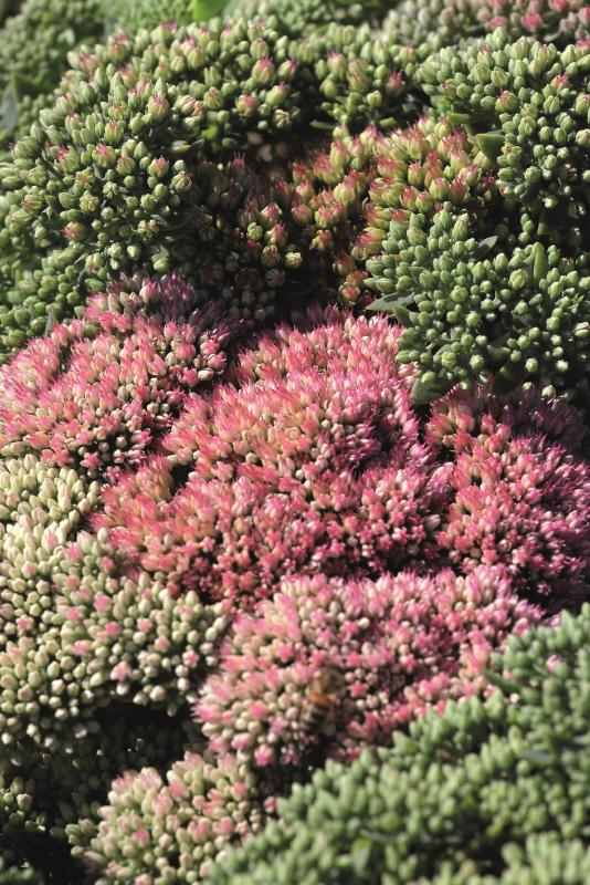 An image of Sedum - Autumn Joy