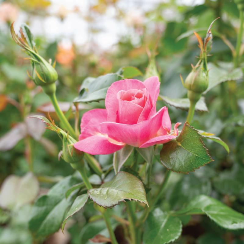 An image of All Dressed Up - Nursery Rose