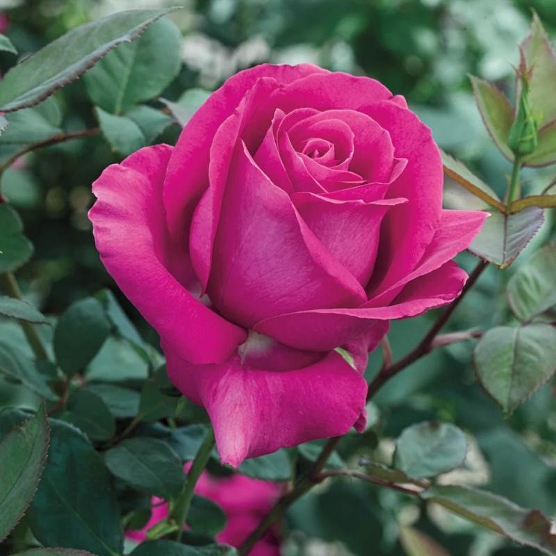 An image of All My Loving Rose, Hybrid Tea Magenta