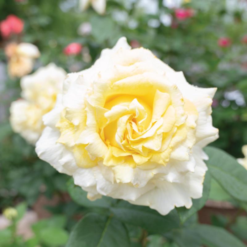 An image of Chantilly Cream Nursery Rose