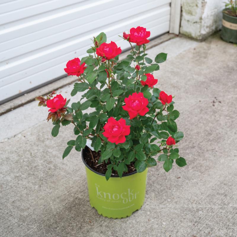 An image of Double Knockout Nursery Rose