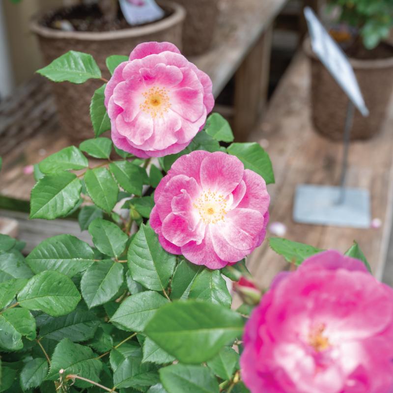 An image of Easy To Please - Nursery Rose