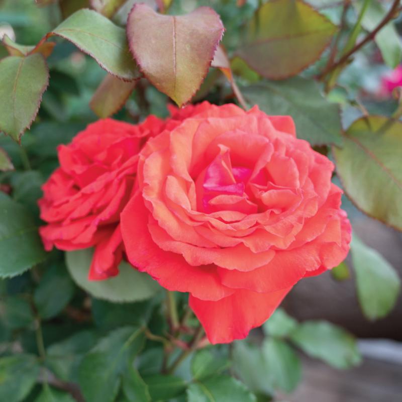 An image of Nursery Rose - Fragrant Cloud