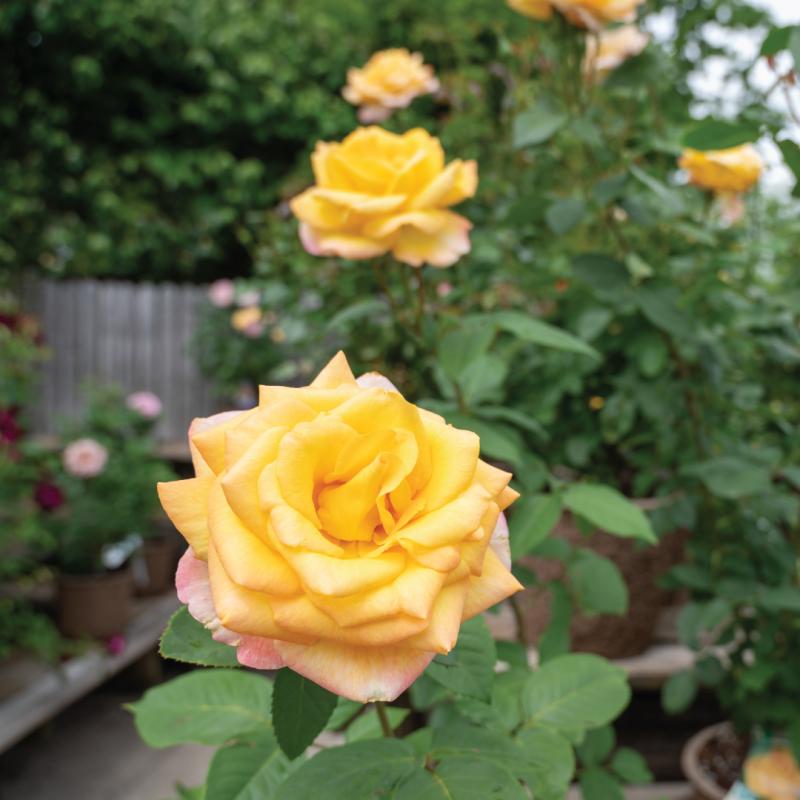 An image of Gold Medal - Nursery Rose