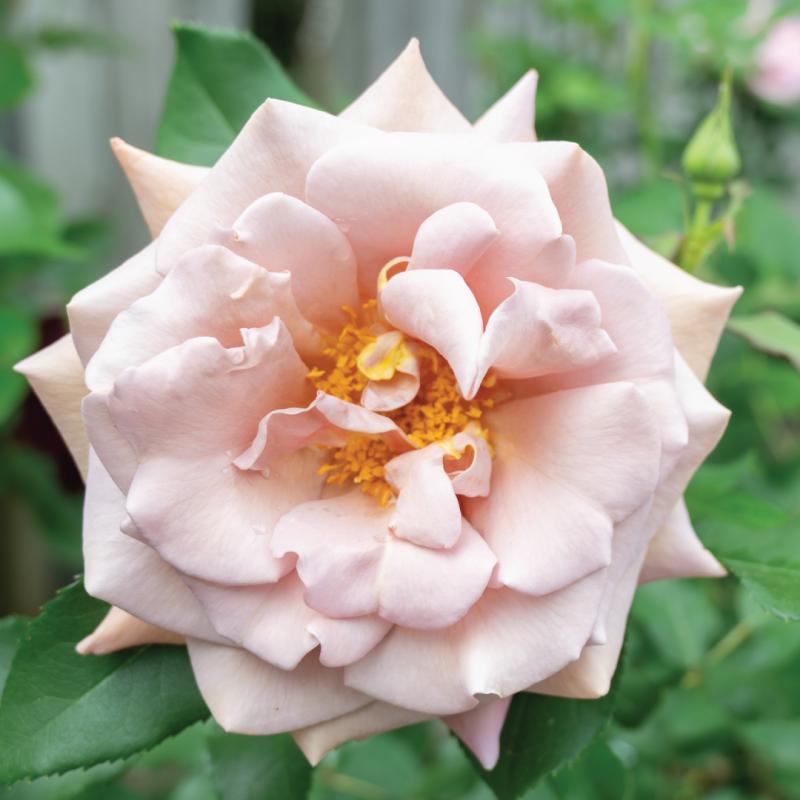 An image of Koko Loko Nursery Rose