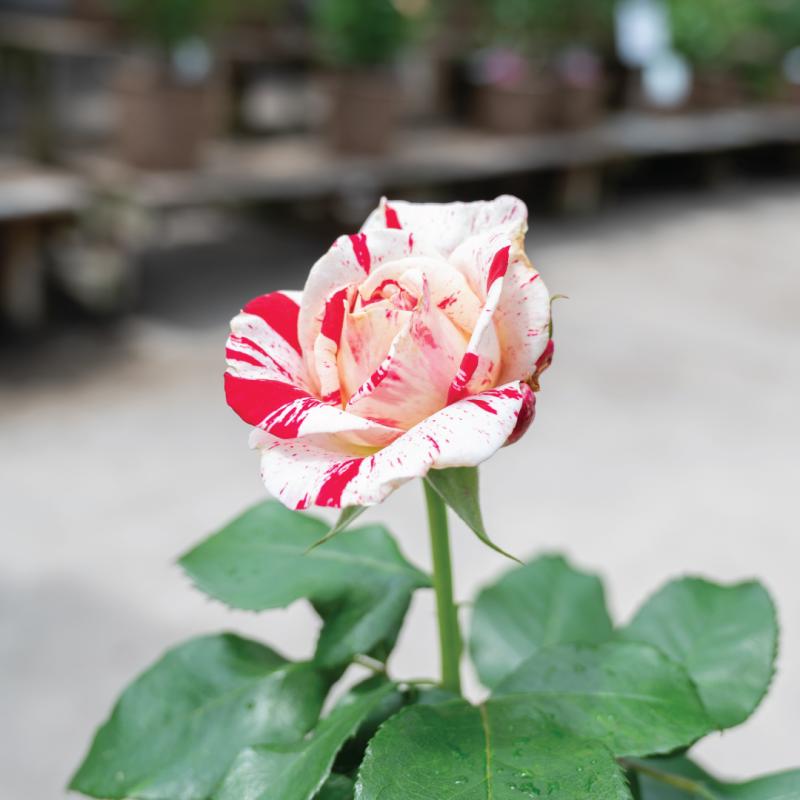 An image of Neil Diamond - Nursery Rose