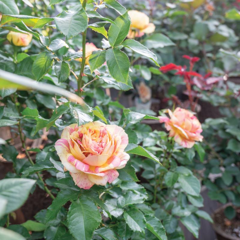 An image of Pop Art - Nursery Rose