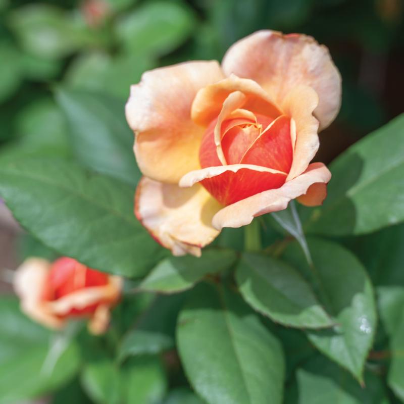 An image of Nursery Rose - State of Grace
