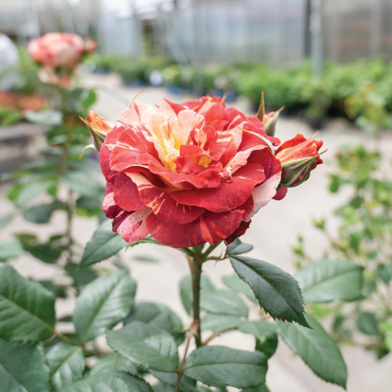 An image of Tropical Lightning Nursery Rose