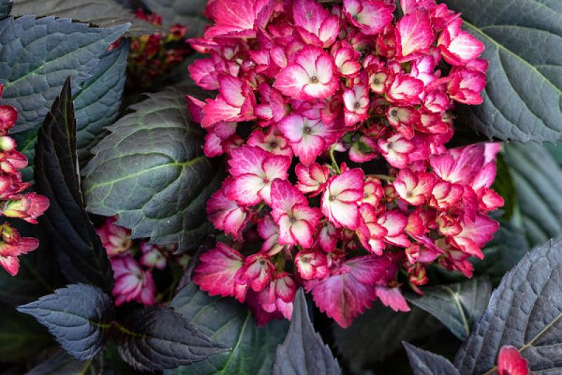 An image of Hydrangea Eclipse Pink/Black 2 gal