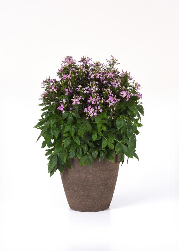An image of Cleome - Lavender Dreams