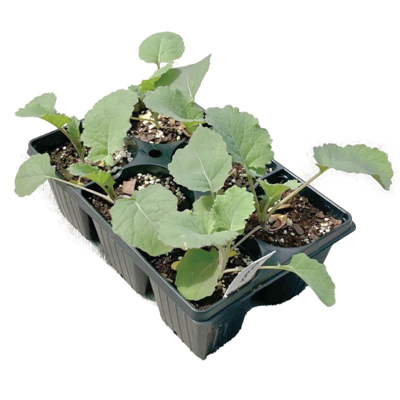 An image of 6-Pack Broccoli Starts