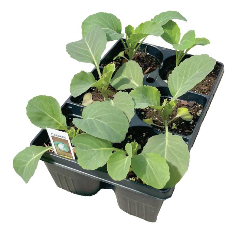 An image of 6-Pack of Cabbage Starts