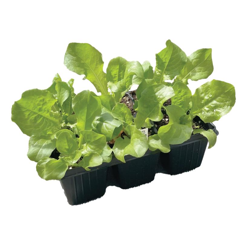An image of 6-Pack Lettuce Starts