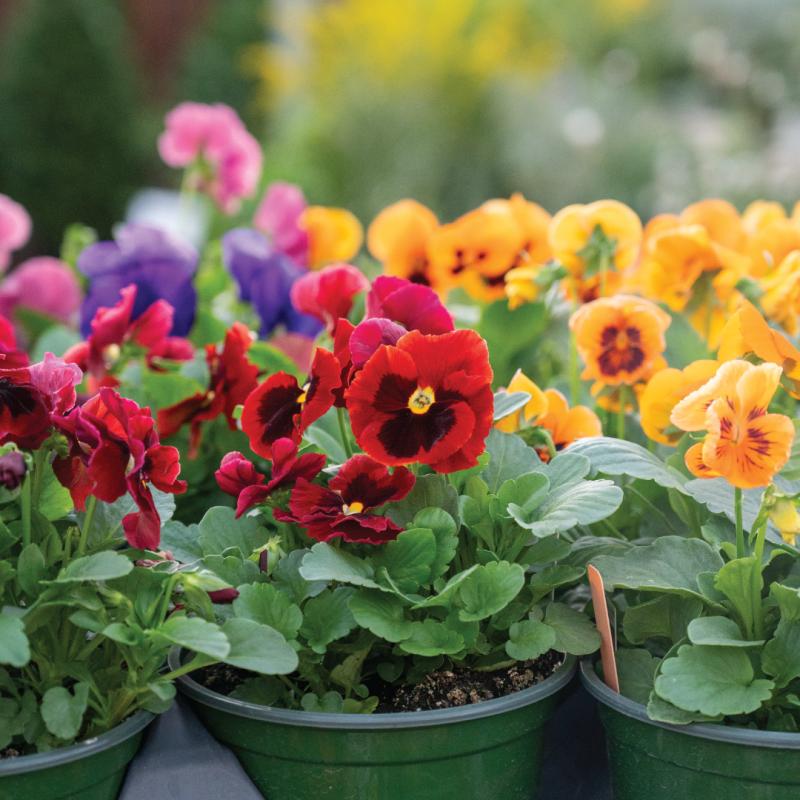 An image of Pansy