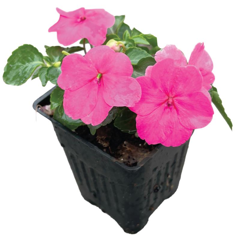 An image of Impatiens - Rose - in a 3" Grow Pot