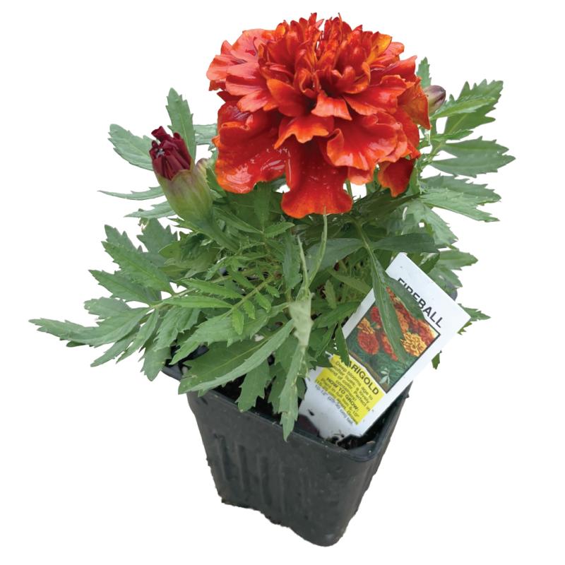 An image of Marigold Fireball in a 3" Grow Pot