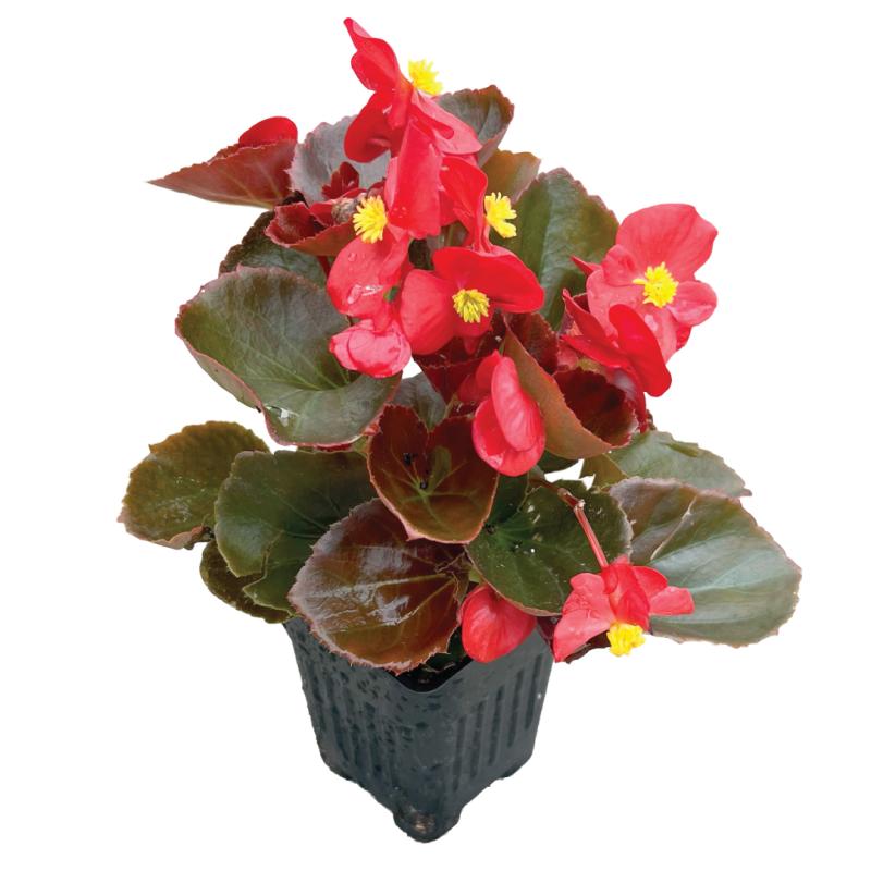 An image of Wax Begonia - Bada Boom Scarlett - 3"